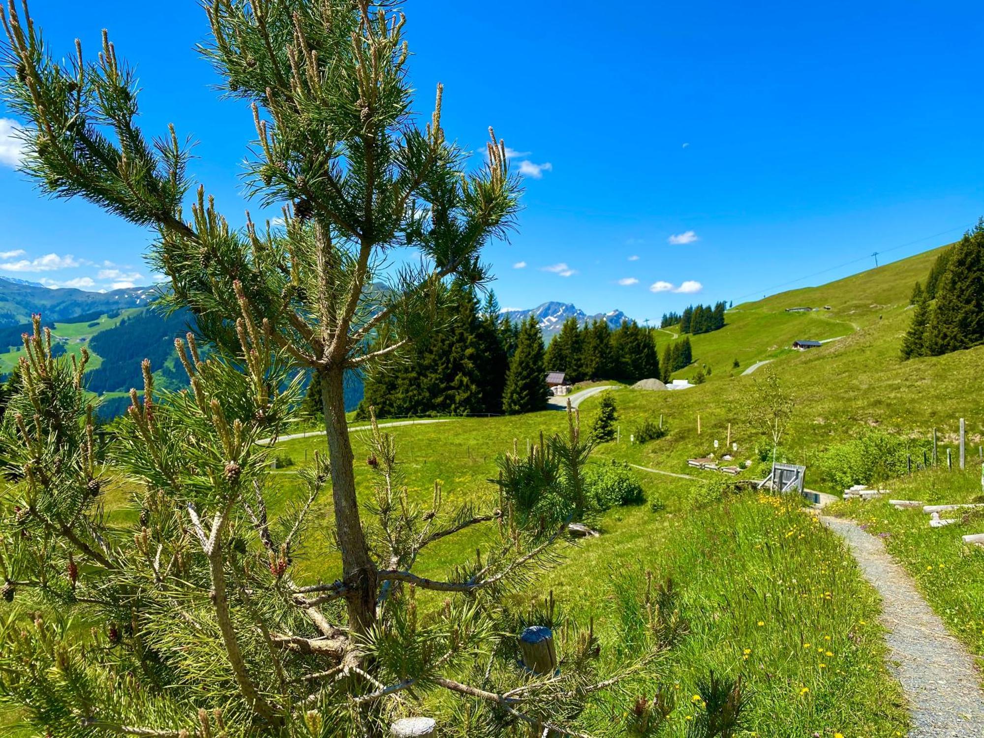 Alm Seasons Premium Chalet & Studios Saalbach-Hinterglemm Exteriör bild
